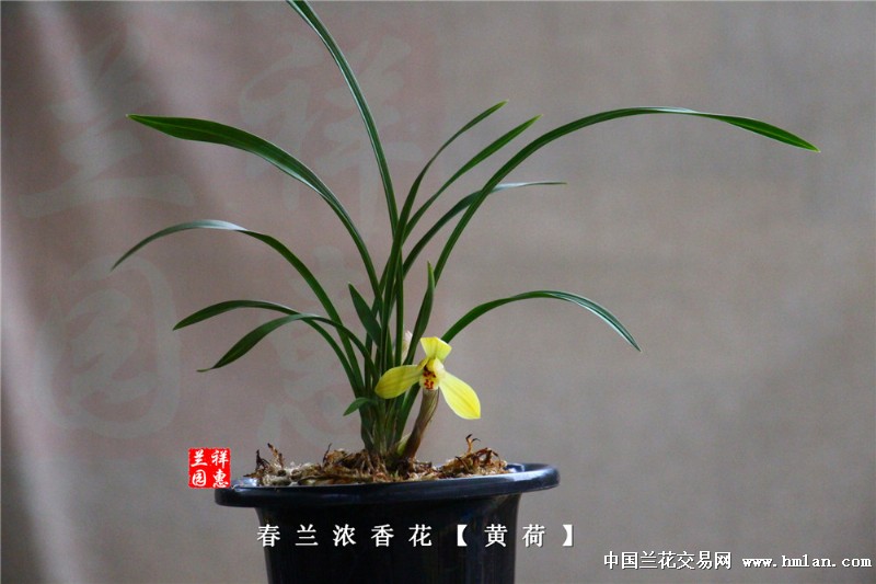 浓香花·春兰【黄荷-春兰篇-中国兰花交易网社区