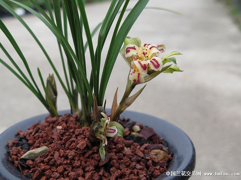 【天彭牡丹】原产四川彭州,是春兰牡丹型奇花的代表品,颜色艳丽,花型