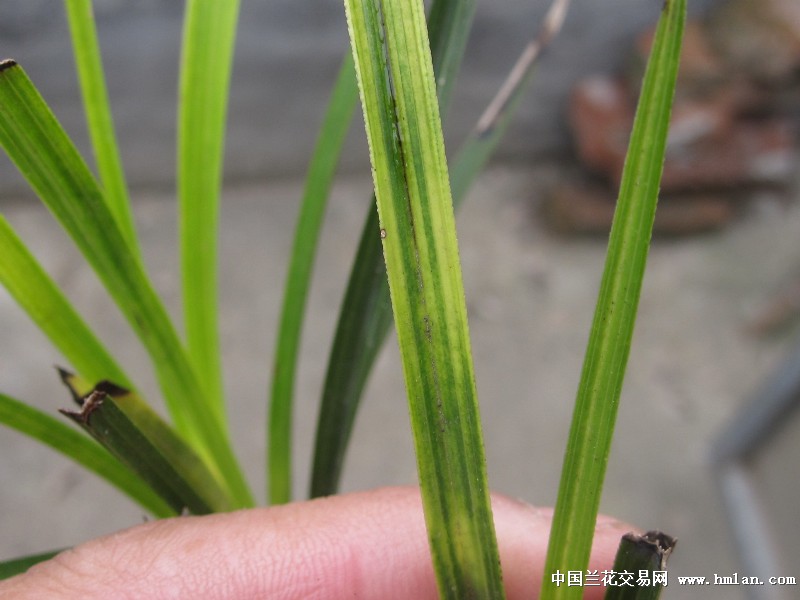 刚连苗蕙兰虎斑