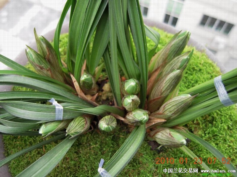 且待园:兰花开花的一致性,也说无知者无畏