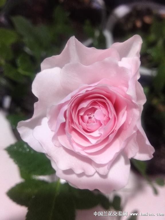 月季,美咲-其他花卉-中国兰花交易网社区