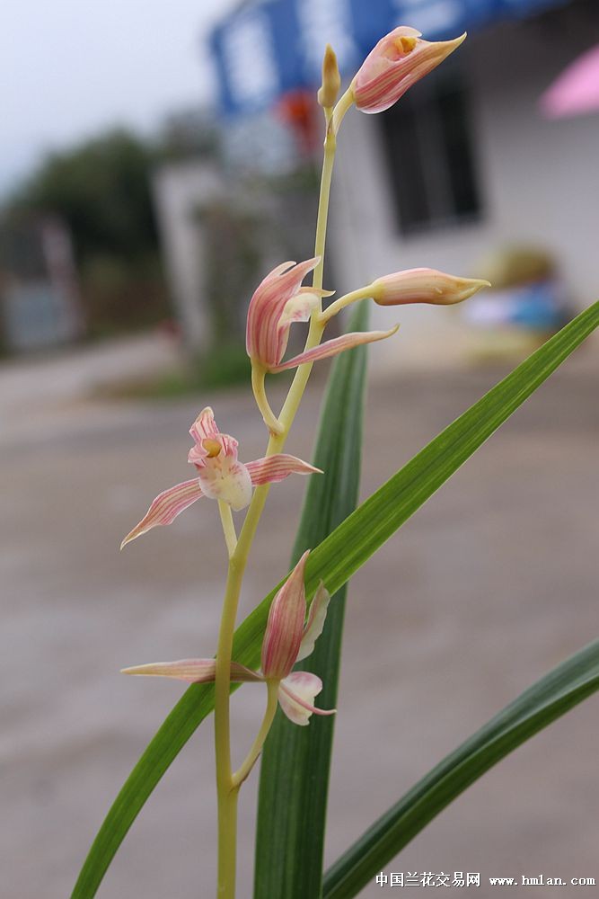 带花苞极品色花-玉妃d17(壮苗5个头 中国兰花交易网