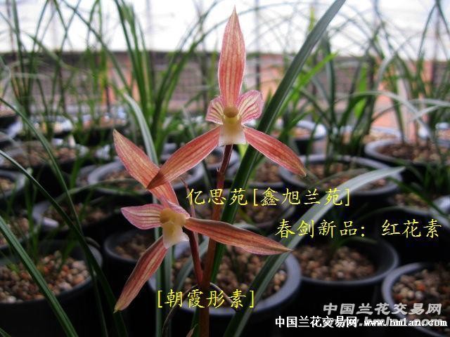 [新年0起拍]春剑红花素心[新品]:朝霞彤素[二]
