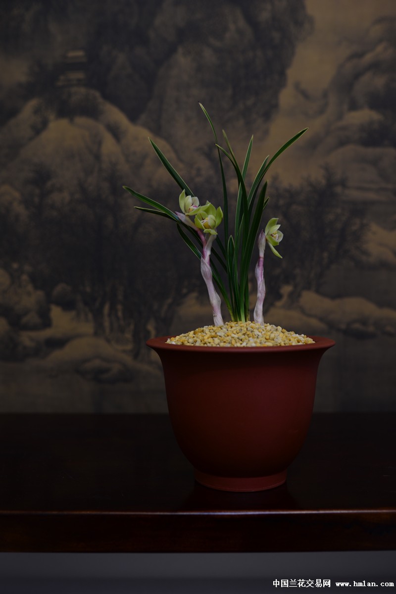 绿云爪&月佩-春兰篇-中国兰花交易网社区