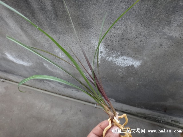 春剑红草红素【水晶红素】2前垄壮苗1胖芽
