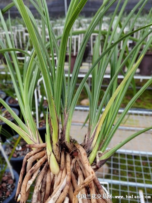 带6芽超值仙绿梅前垅5壮苗