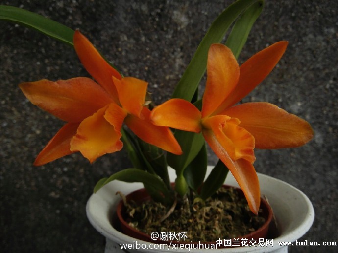 新品种【金橘】-热带兰-中国兰花交易网社区
