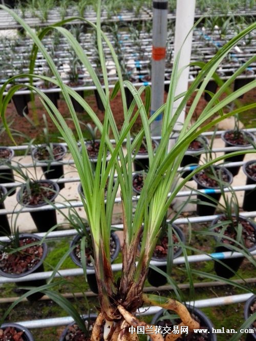 分盆荡山荷前垅3壮苗带1芽13厘米 - 中国兰花交易网