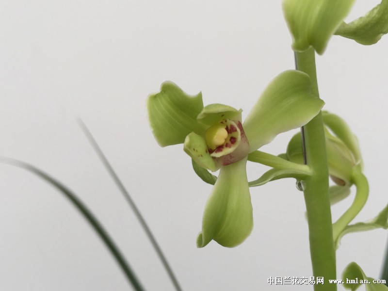 2016年宁波龙卷风兰苑蜂巧花开