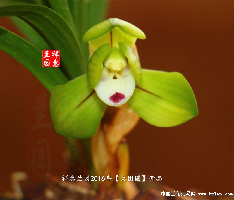 2016年春兰荷瓣【大团圆】开花