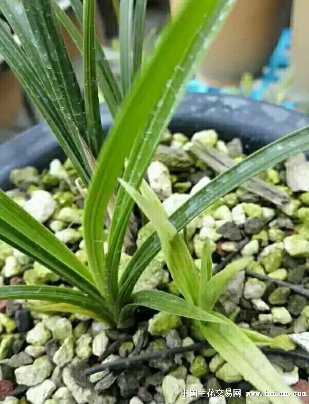 先明扫尾水晶草开砸了-蕙兰篇-中国兰花交易网社区