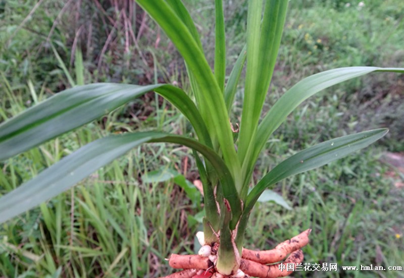 肉质厚糯波浪叶,靓绿细糯下山龙根靓美绿兰【赌荷草 中国兰花交易