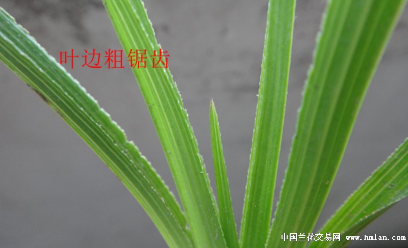 刚下山斜力叶三面刺漂亮蕙兰好赌草