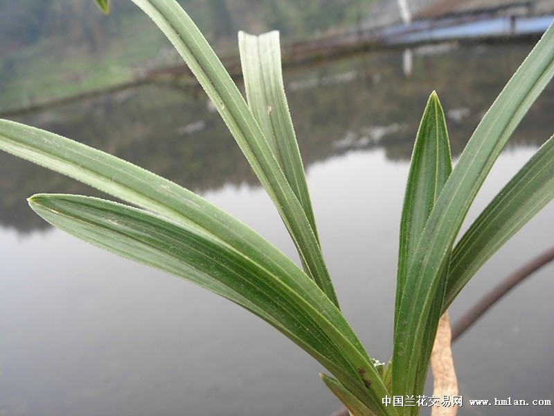 鱼肚钝瓢叶春兰赌荷草 中国兰花交易网