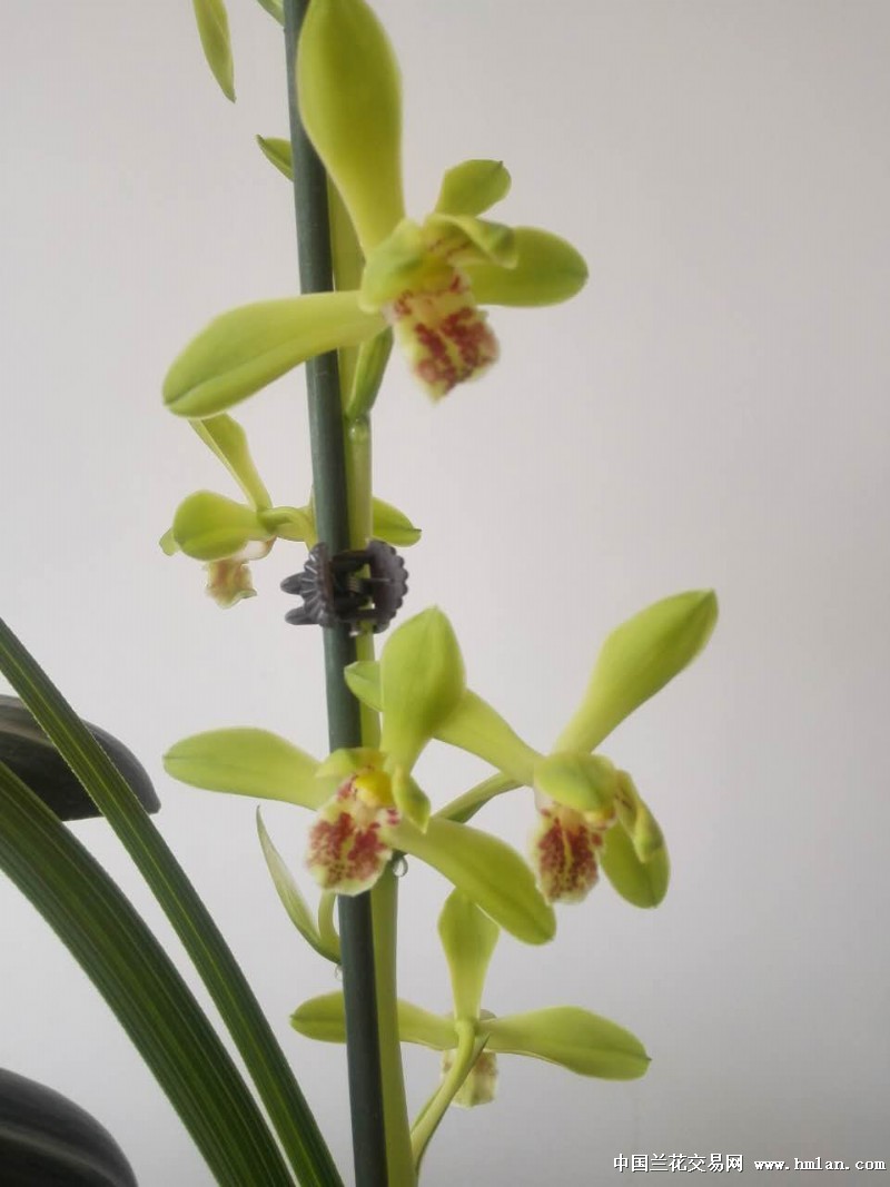 素心若雪--大一品-种养心得-中国兰花交易网社