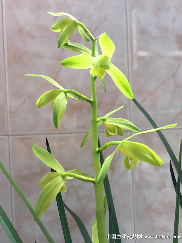 2016蕙兰花开------------金奥素