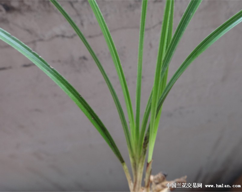 刚下山背筋硬细叶蕙兰好赌草