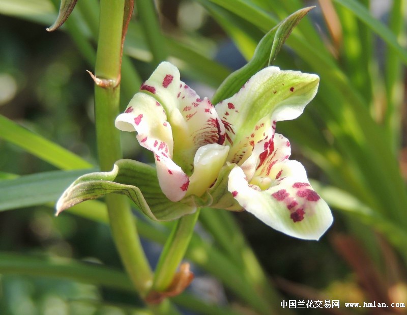 苍山奇蝶 3苗1大芽 - 中国兰花交易网