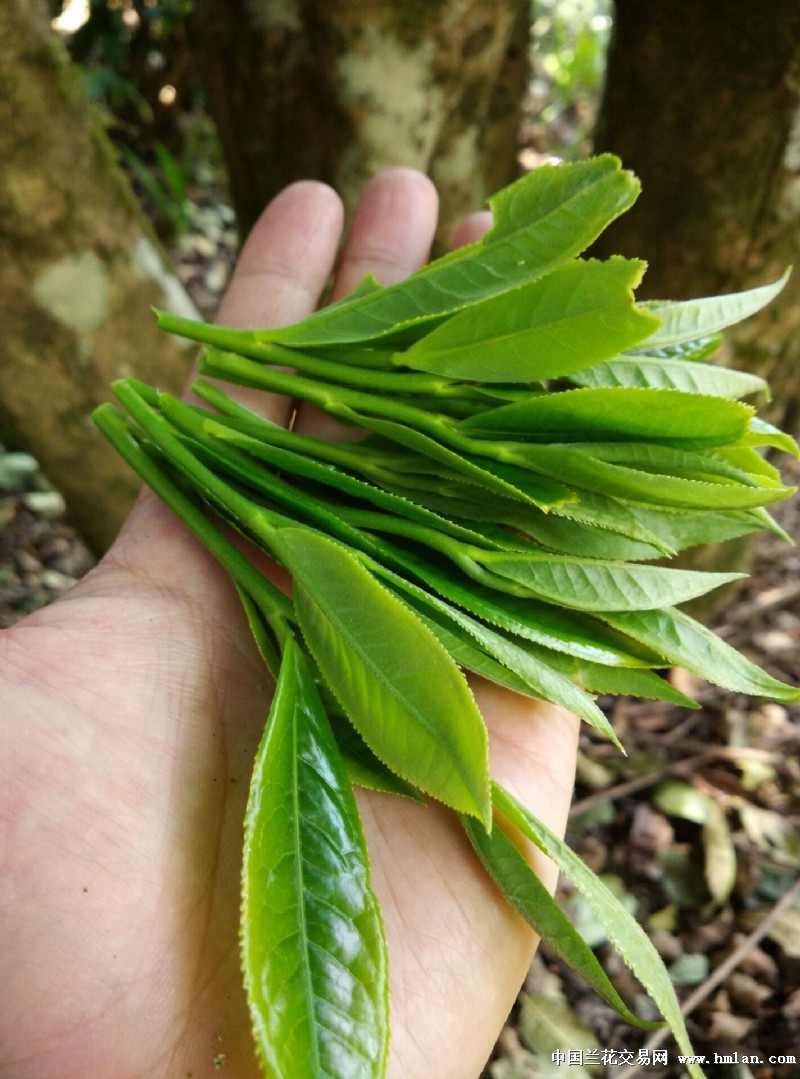 2016年香竹箐古树茶品鉴-茶艺茶道-中国兰花交