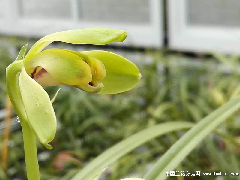 被伤过的心还可以爱谁一波三折.终于引回老上