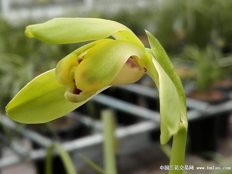 被伤过的心还可以爱谁一波三折.终于引回老上