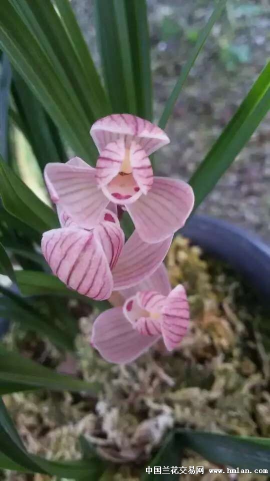 童面玲珑 1漂亮苗带多芽 - 中国兰花交易网