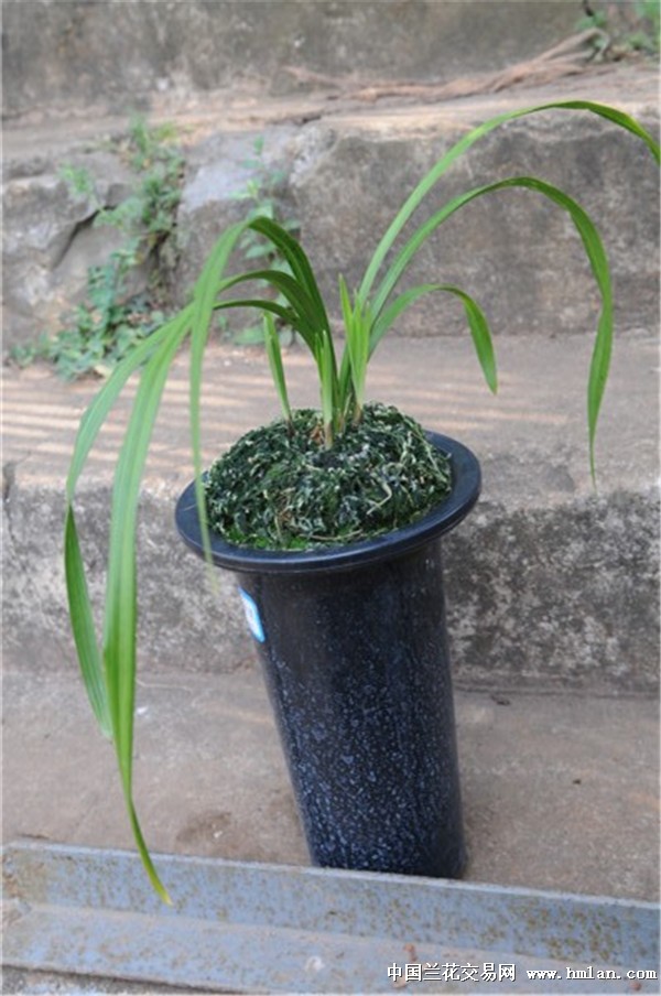 紫熙荷:1苗带4芽(清秀大壮苗) - 中国兰花交易网