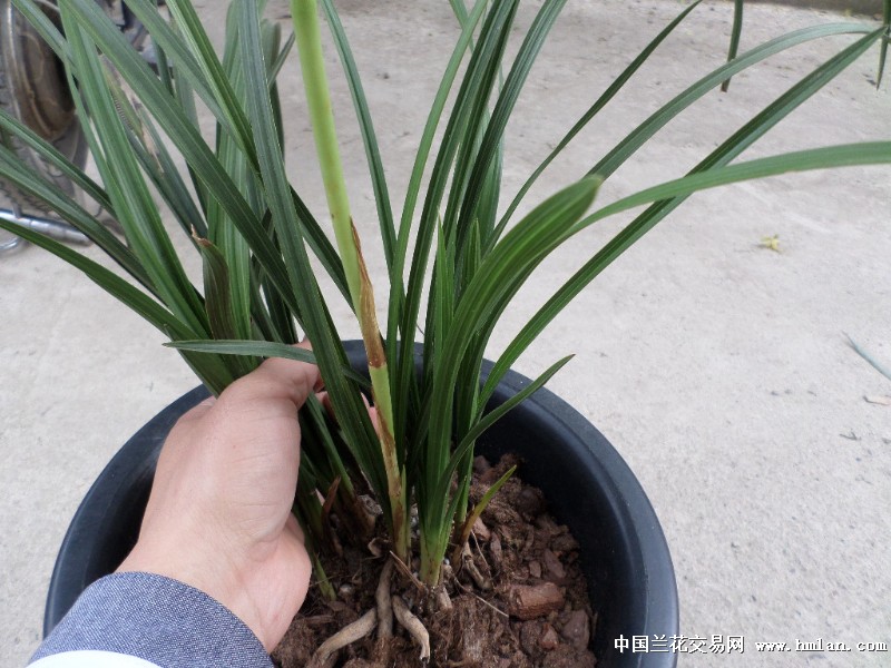 新品深绿头型草惠兰素 中国兰花交易网