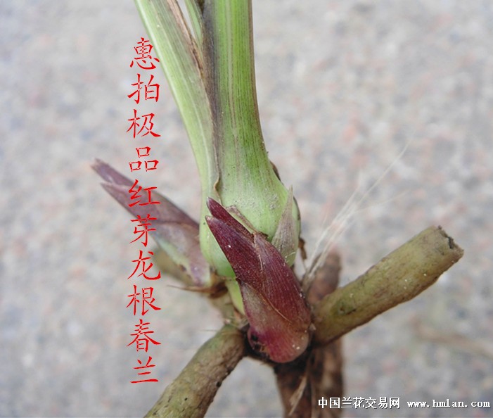 惠拍极品红芽龙根春兰