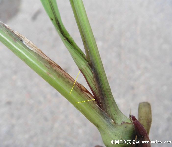 惠拍极品红芽龙根春兰