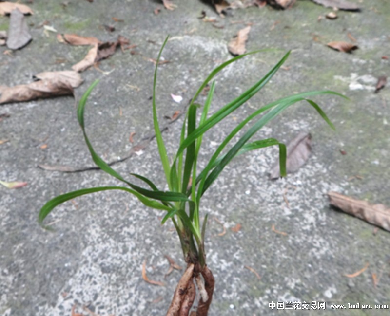 扭曲行龙=矮小龙根莲瓣好赌草