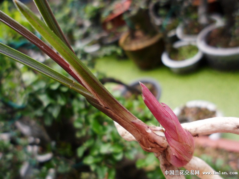 红草血红芽春兰赌红素 中国兰花交易网