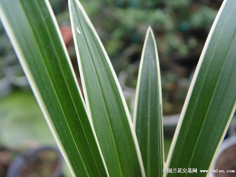 鱼肚叶春兰瓷白艺 中国兰花交易网