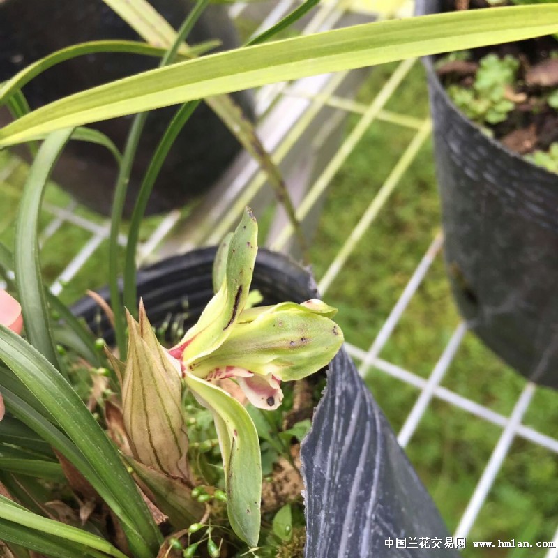 春兰漂亮水晶花(新苗带1大芽1小芽)