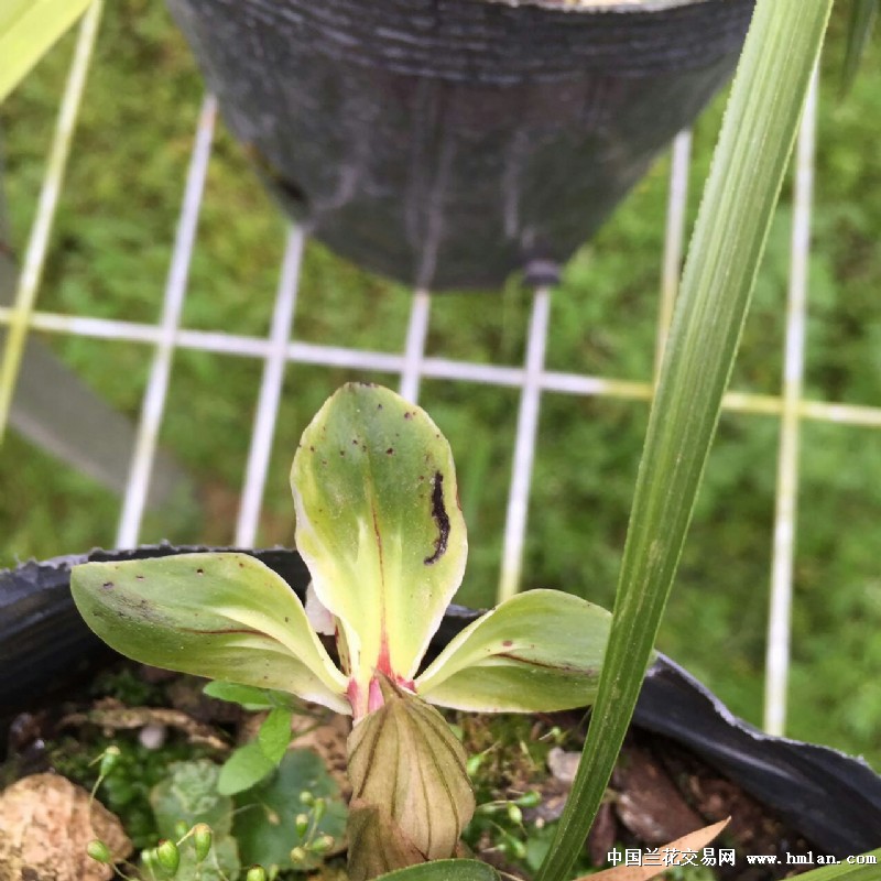 春兰漂亮水晶花(新苗带1大芽1小芽)