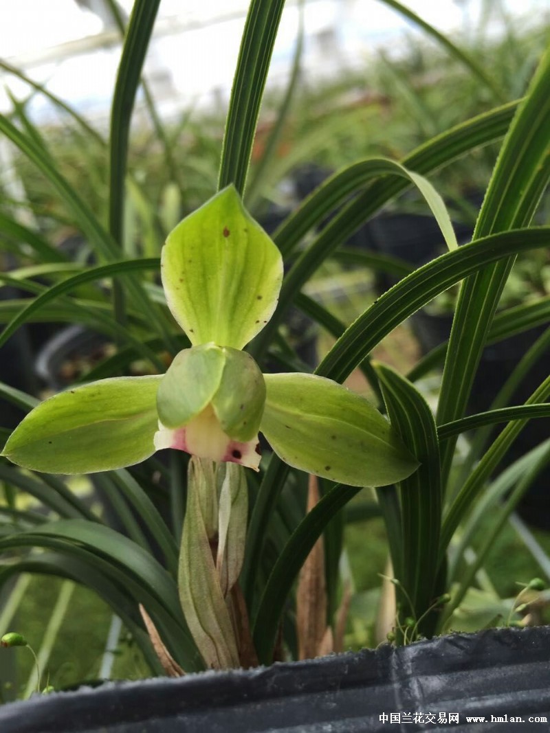 春兰漂亮水晶花(新苗带1大芽1小芽)