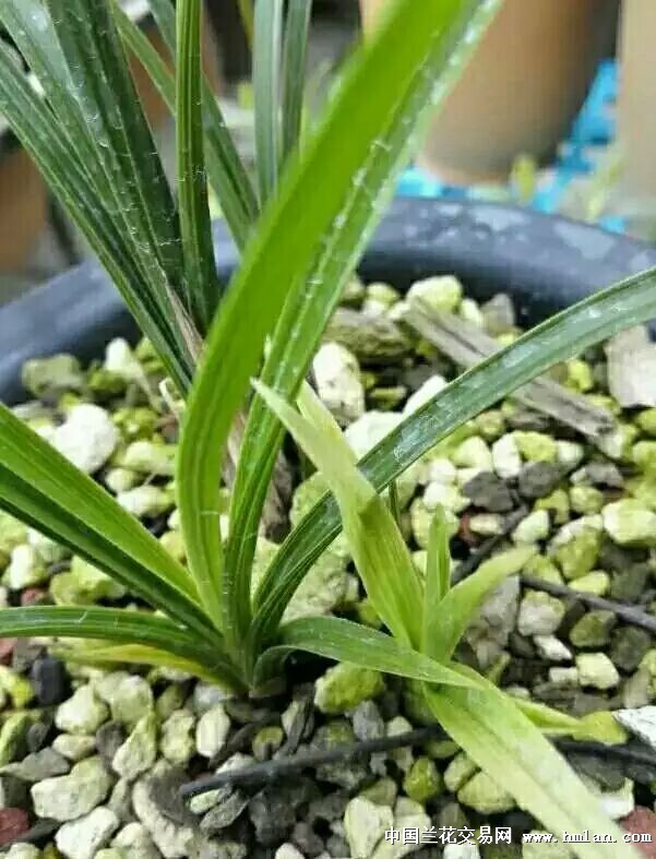 先明扫尾水晶草,重点赏芽