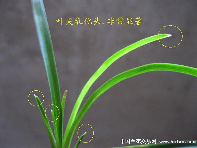 [0起拍]下山中矮莲瓣兰:叶.甲尖乳化头[精品好赌草]