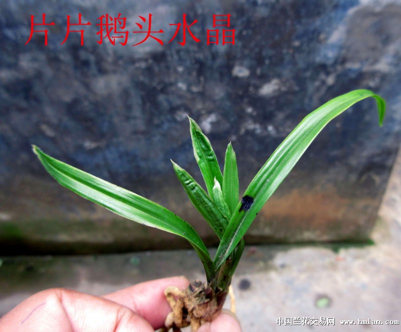绝品鹅头水晶皮起疙瘩 - 中国兰花交易网