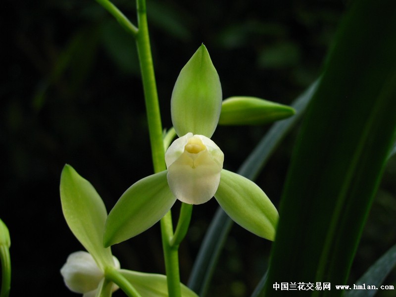 开得很好的白玉荷-建兰篇-中国兰花交易网社区