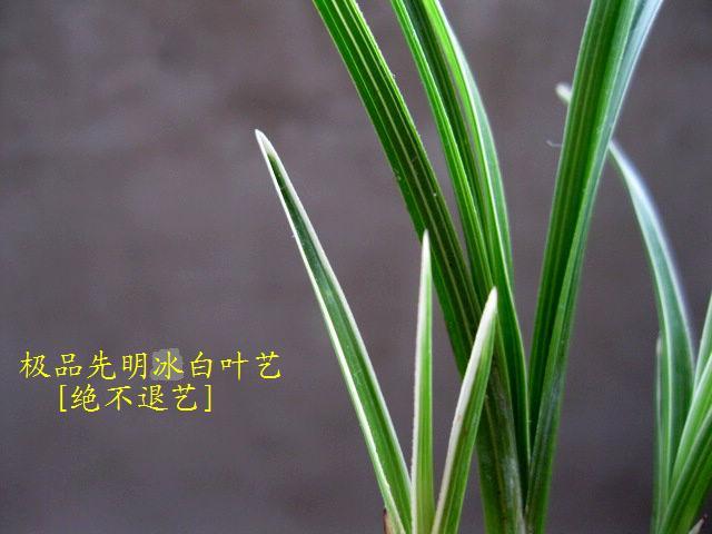 ռ[˫վƷò]