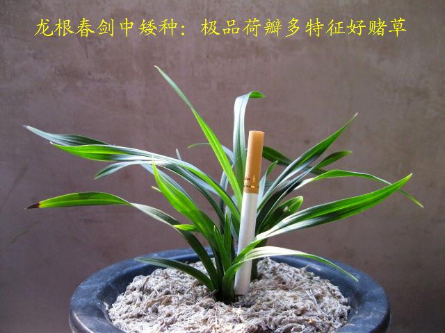 [0起拍]龙根春剑中矮种:极品荷瓣多特征好赌草