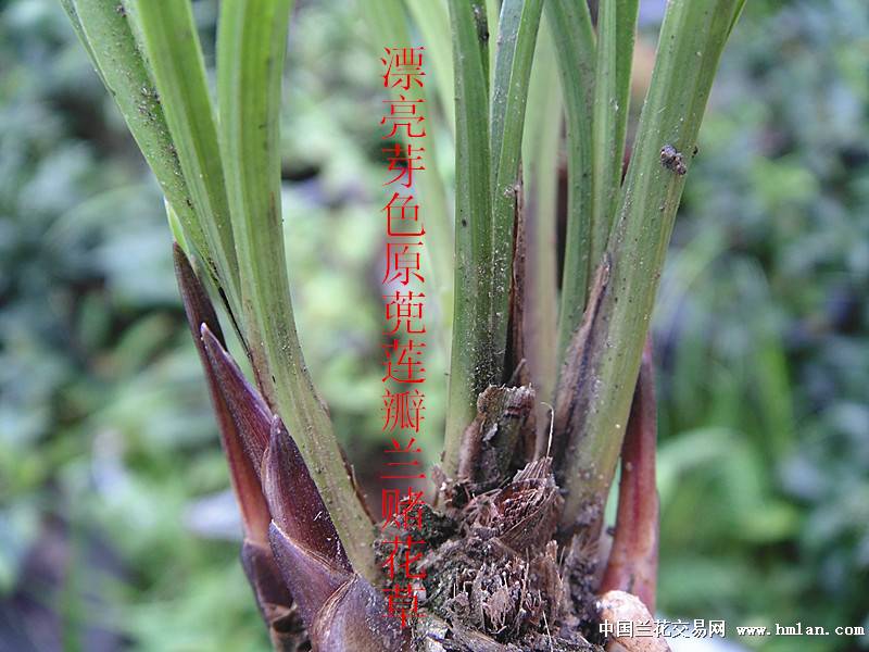 漂亮芽色原蔸莲瓣兰赌花草