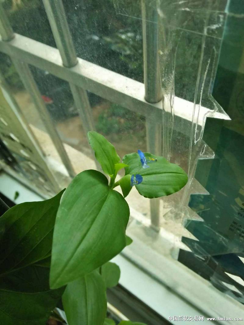 请教是什么草?-茶余兰后-中国兰花交易网社区