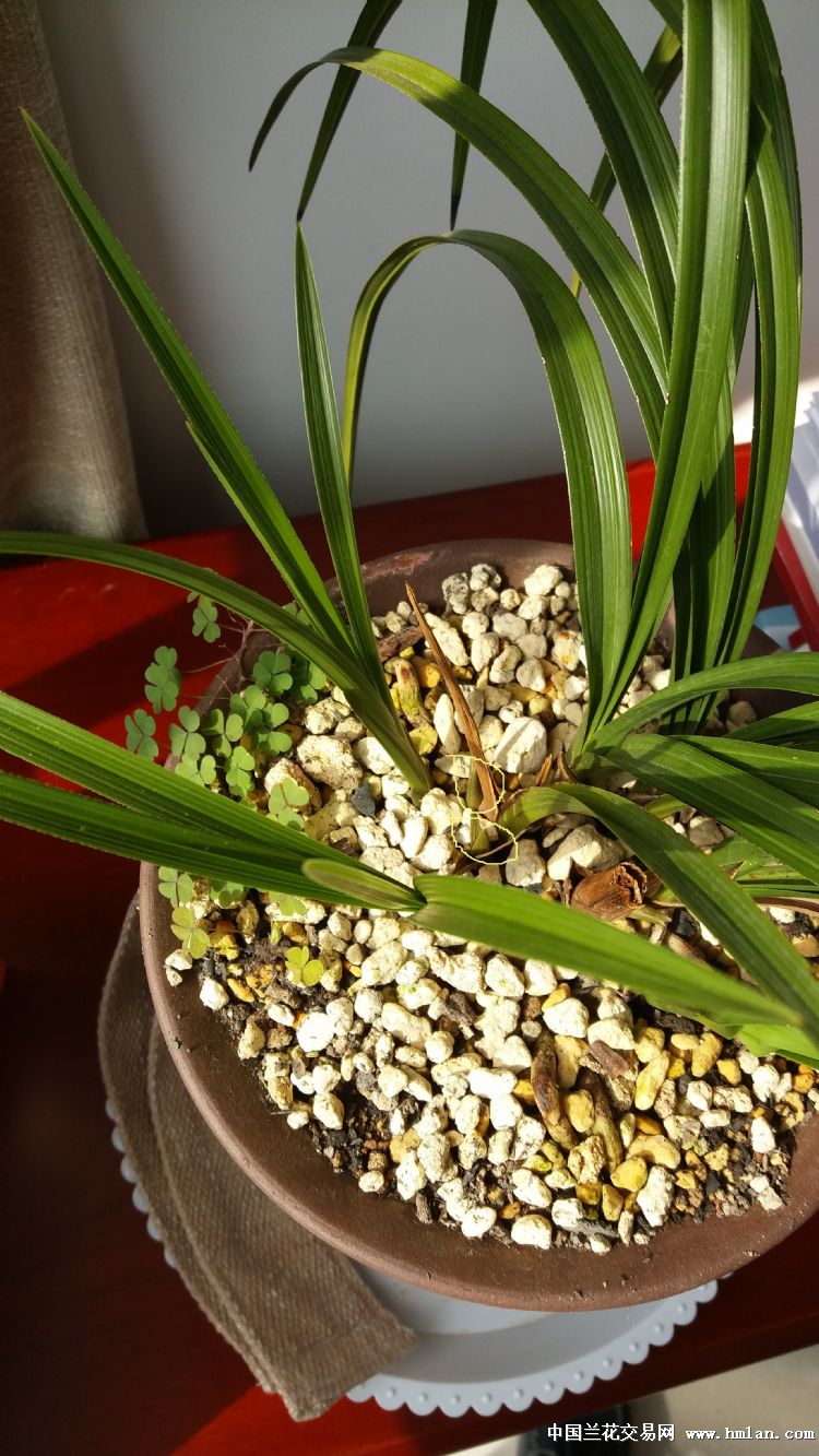 不是我不小心-种养心得-中国兰花交易网社区