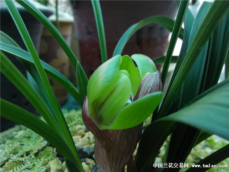 大富贵壮苗1发2