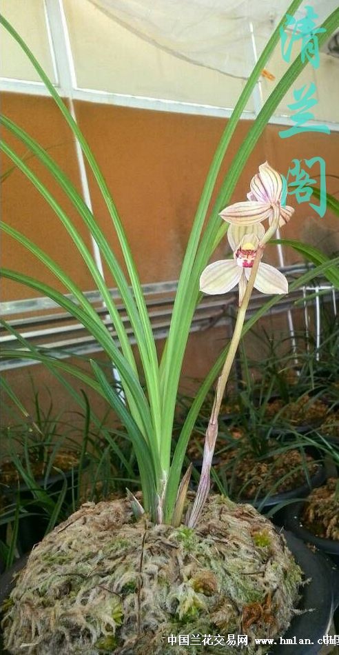 紫熙荷(1大壮苗带2小苗)漂亮引种苗 中国兰花交易网