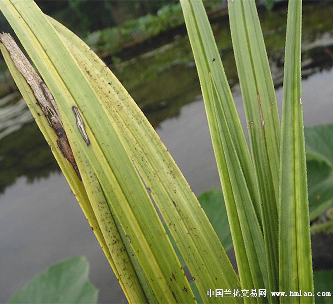 惠拍蛇斑叶蕙兰好赌草