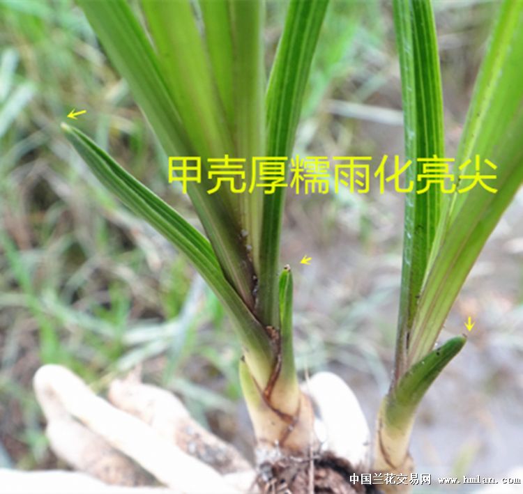 耳叶瓢型钝头下山好蕙【赌荷草】 - 中国兰花交易网