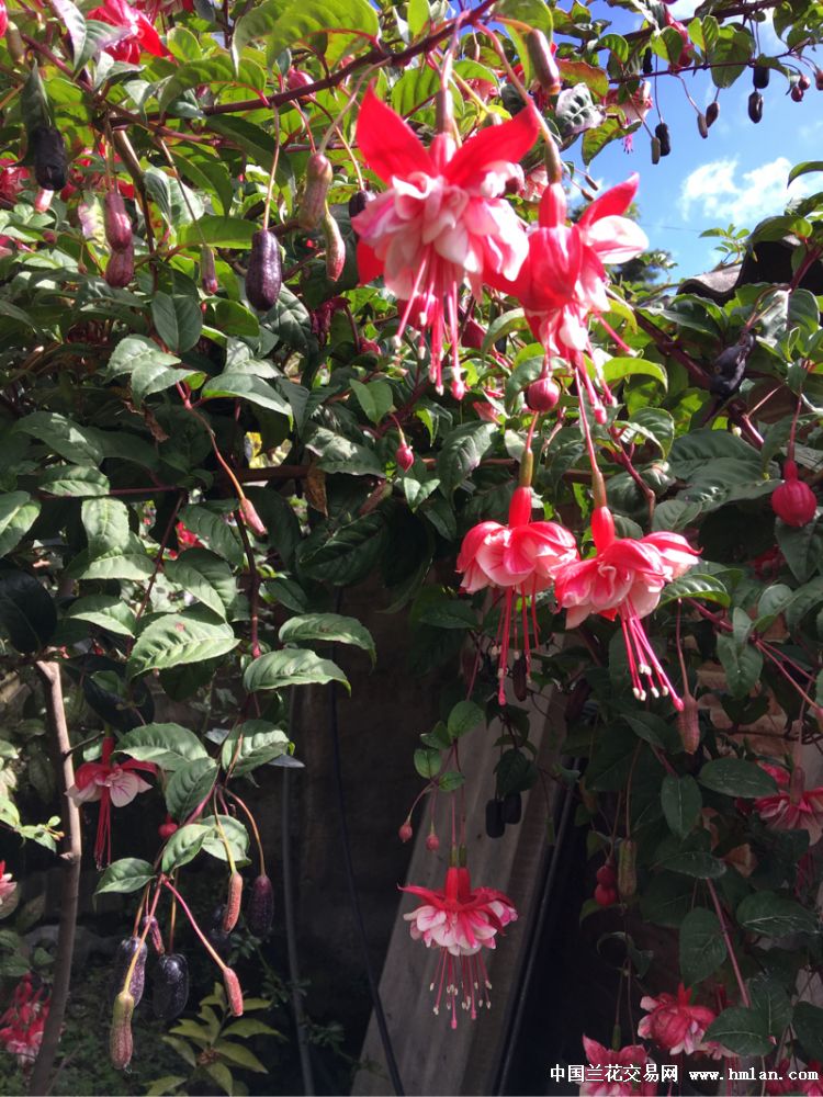 灯笼花